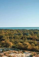 Comporta (2)