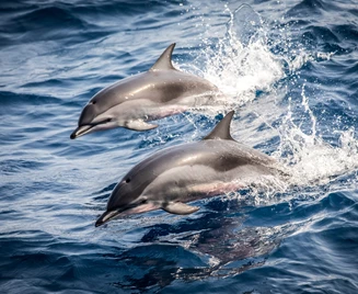 Shutterstock 1924577255 Min